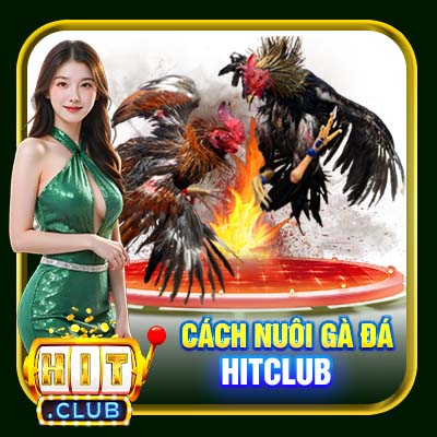 Cách Nuôi Gà Đá Hitclub – Kiến Thức Cần Thiết Cho Sư Kê Tại Hitclub